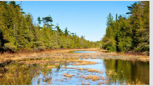 A marsh-like river lined with trees