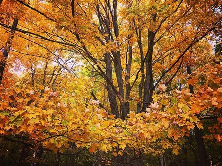 Trees in their autumn colors.