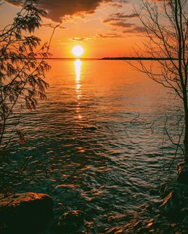 The sun setting over the lake beyond the trees.