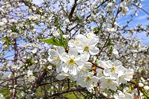 A blossoming cherry tree.