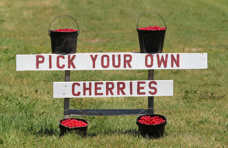 Buckets of cherries on a sign that says Pick Your Own Cherries.