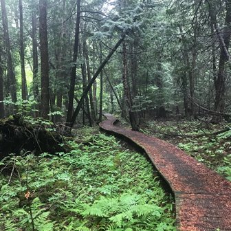 A wooden walkway through the woods.