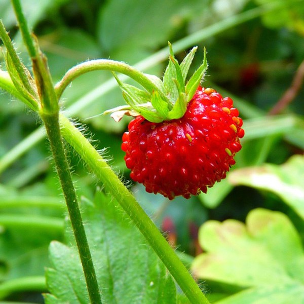 Wild Strawberry