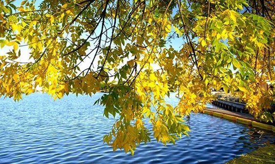 A branch of changing leaves over the lake