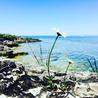 White flowers on the edge of the lake.