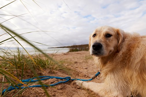 A dog lying on the beach at the lakefront.