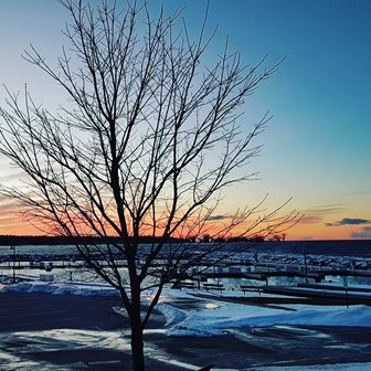 The sun setting behind a tree in the snow.