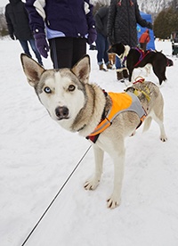 A dog with a harness standing in the snow.