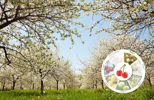 The Cherry Report Is Here – Sweet News Awaits!
