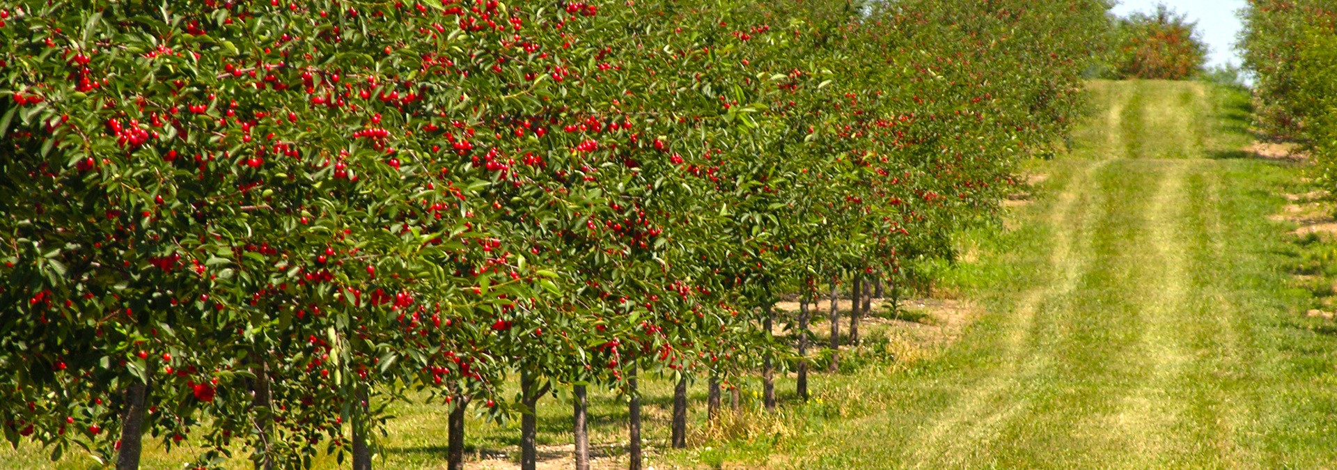 An orchard of cherry trees