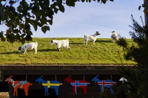 Four goats graze on a grass-covered roof at Al Johnson's Swedish restaurant