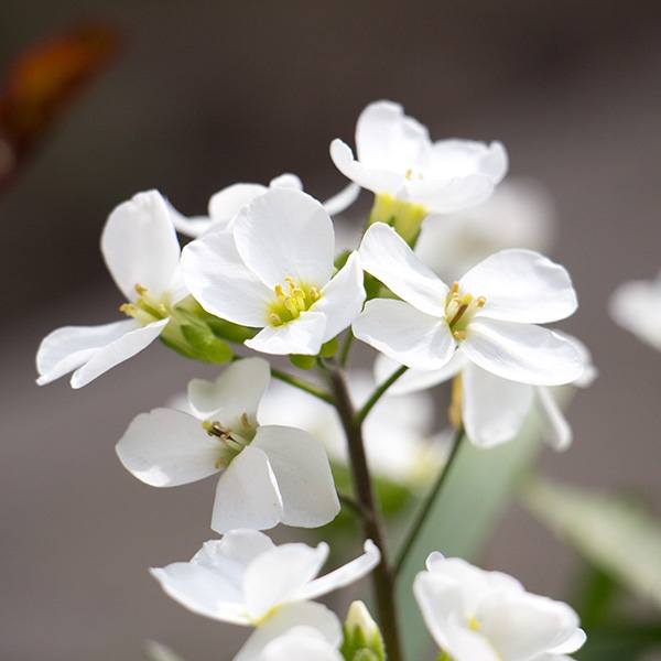 Rock Cress