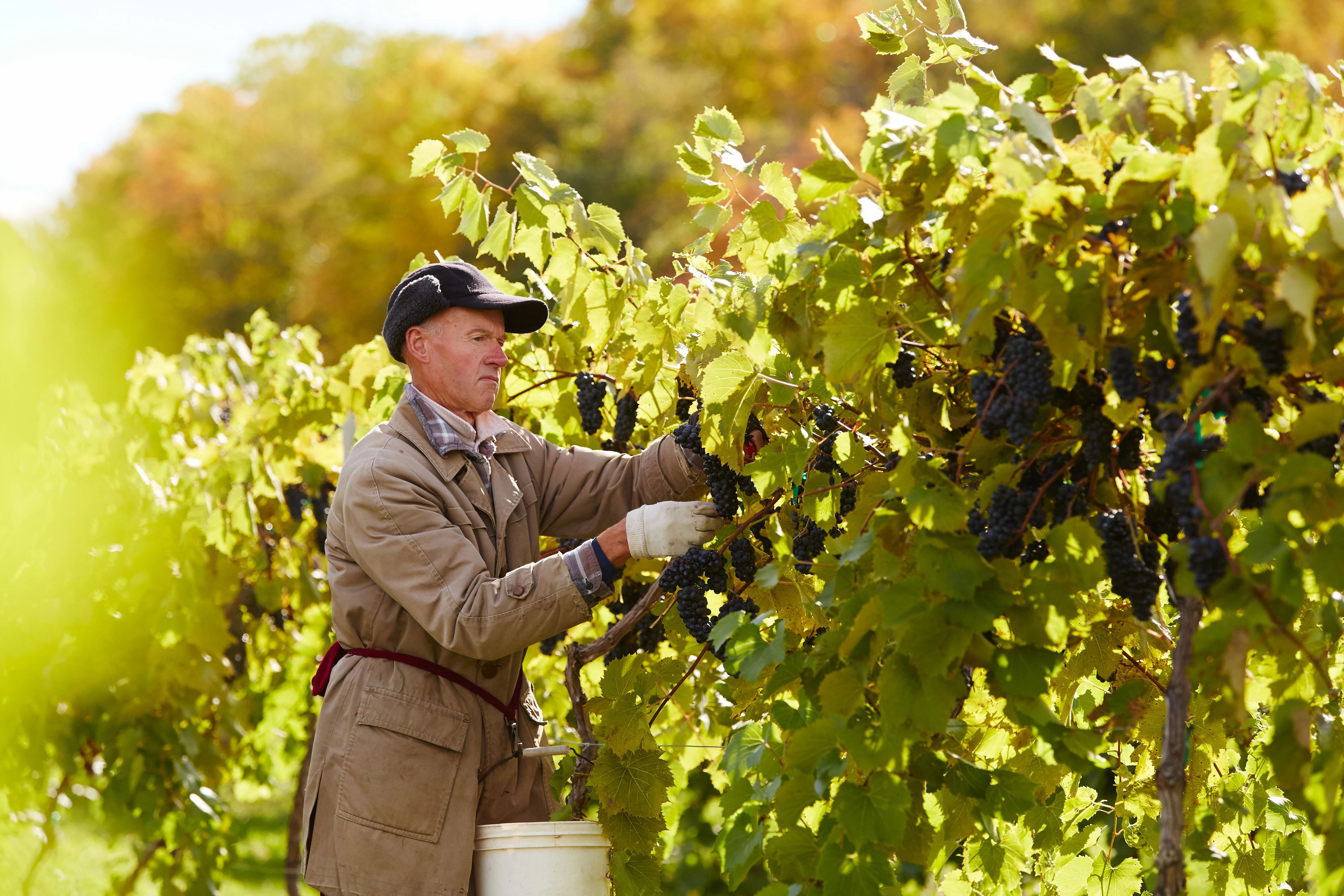 The best wineries in Door County, a man harvesting grapes at Lautenbach's Orchard Country in Fish Creek.