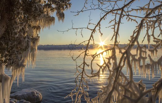 The sun rising behind ice-covered branches.