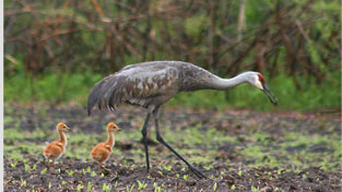 A heron and her babies.