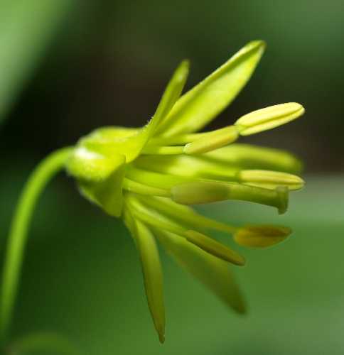 Clintonia