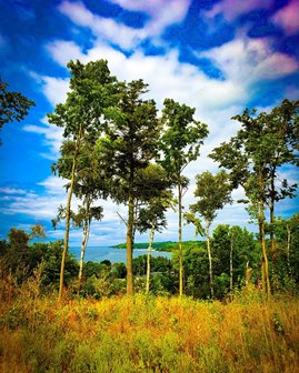 A saturated photo of tall trees in tall grass