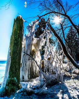 Ice-covered trees by the lake