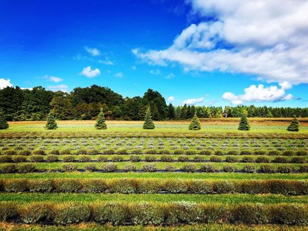 A field with rows of bushes and trees.