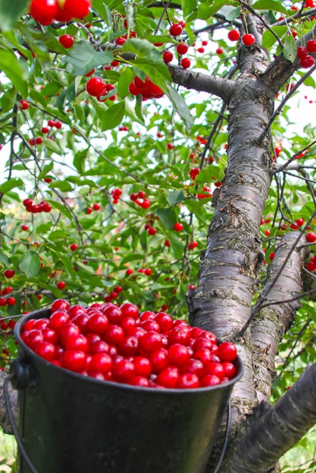 A bucket full of cherries next to a cherry tree