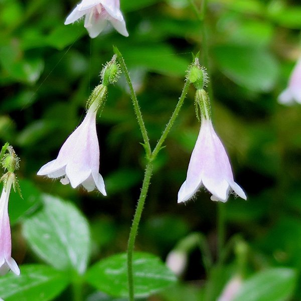 Twinflower