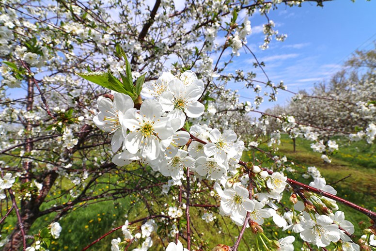 Cherry blossoms on a tree.