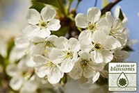 White blossoms on a tree.