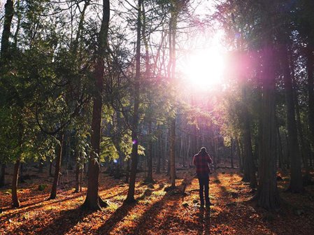 Silhouette of a person hiking through the woods.