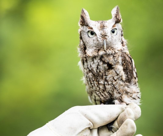 Birding Guide