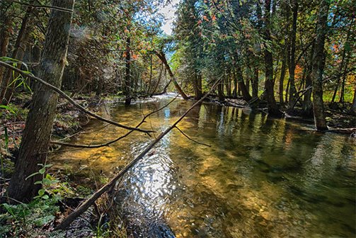 A calm river running through the woods.