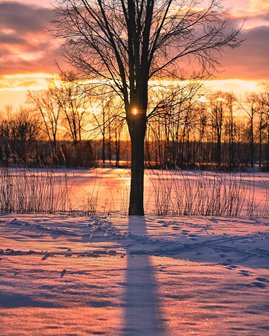 Sunrise over a snowy landscape with a tree in the middle.
