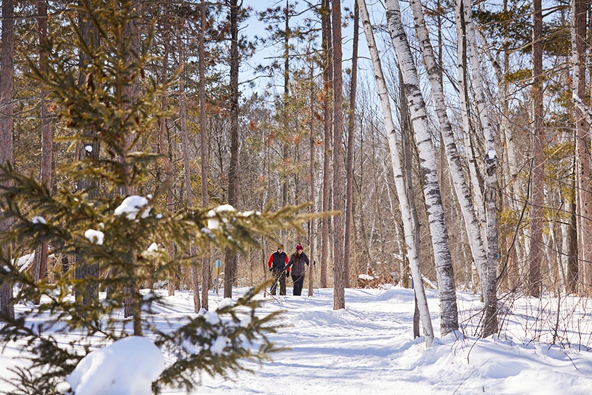 Two people cross country skiing in a snowy forest on a sunny day