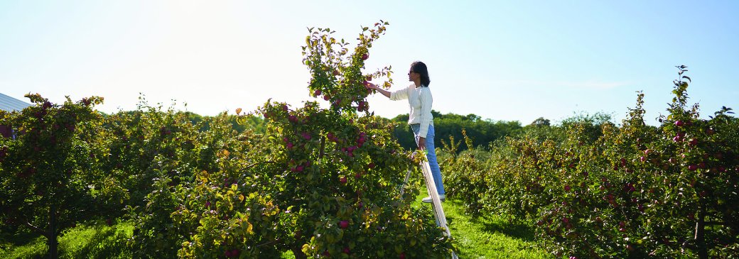 Door County's Other Favorite Fruit - Apples