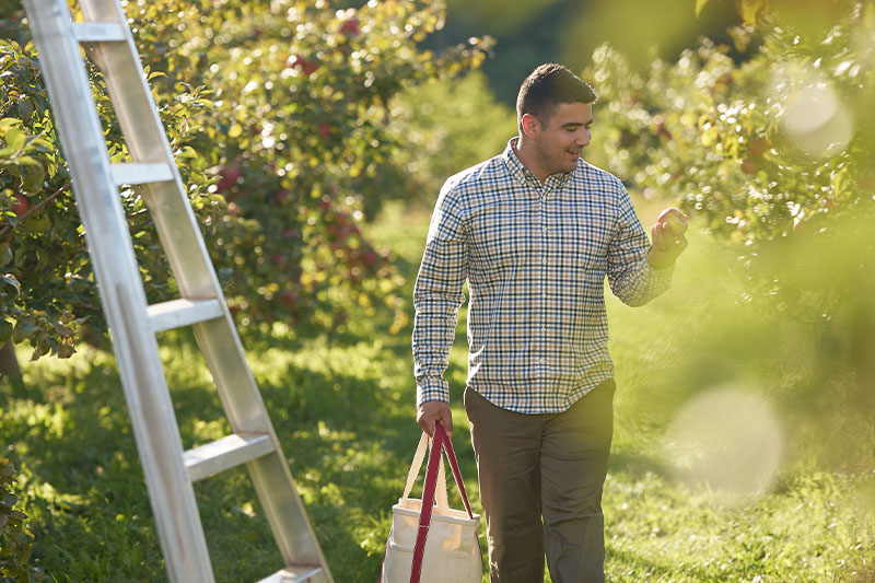 Lautenbach's Orchard