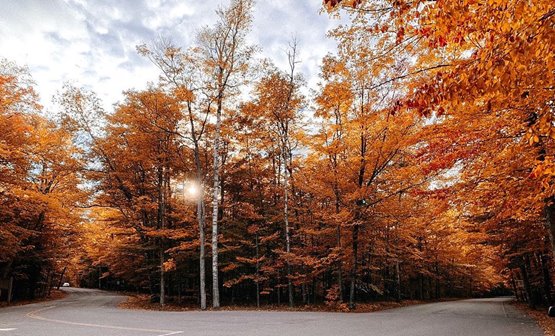 Trees with leaves in their autumn colors.